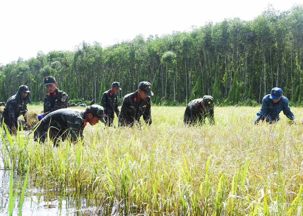 Một số chiến sĩ lần đầu tiên gặt lúa nhưng đã nhanh chóng làm quen.