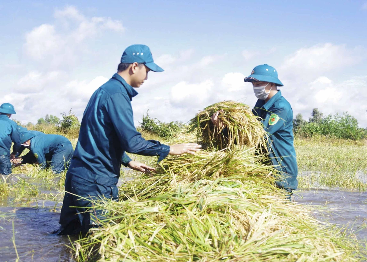 Lúa được các chiến sĩ chất ngăn nắp trên xuồng để đưa vào bờ.