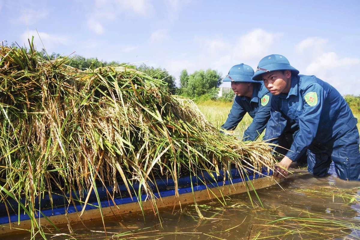 Những xuồng lúa nặng trĩu được lực lượng dân quân đưa vào bờ.