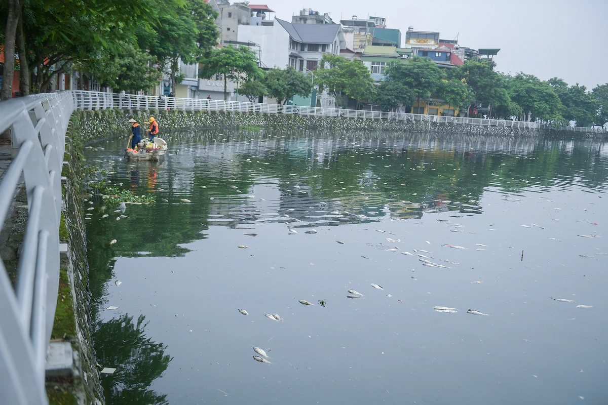 Người dân sống xung quanh khu vực hồ Tây cho biết, tình trạng cá chết ở hồ Tây đã xuất hiện trong vài ngày gần đây, với số lượng cá chết lớn, lan tỏa trên mặt hồ vào ban đêm và sáng, rồi trôi dạt vào khu vực ven bờ hồ. ảnh 2 ca-chet-ho-tay (4).JPG