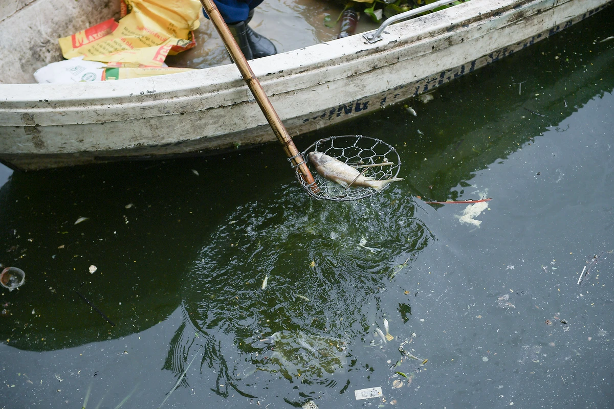Hiện nay, đơn vị này đang tăng cường thu vớt, thu gom, vận chuyển về bãi xử lí theo quy định; số lượng thu gom xác cá chết không nhiều, chủng loại cá chết chủ yếu gồm: cá trôi, cá mè… ảnh 5 ca-chet-ho-tay (6).JPG