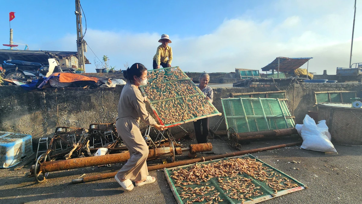 Dọc bờ biển Ngư Lộc, đâu đâu người ta cũng thấy cá tôm, mực phơi trên những tấm liếp lớn