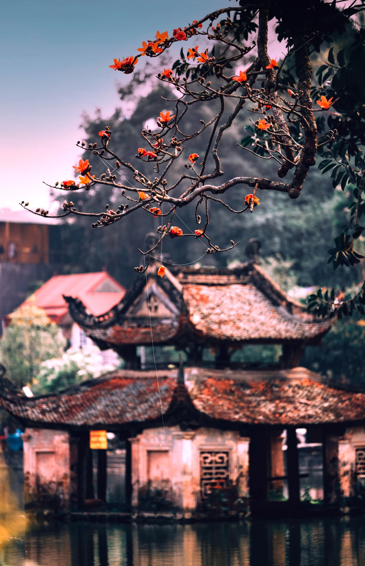 Ngắm hoa gạo nở đỏ rực bên ngôi chùa ngàn năm tuổi ở Hà Nội -2.jpg