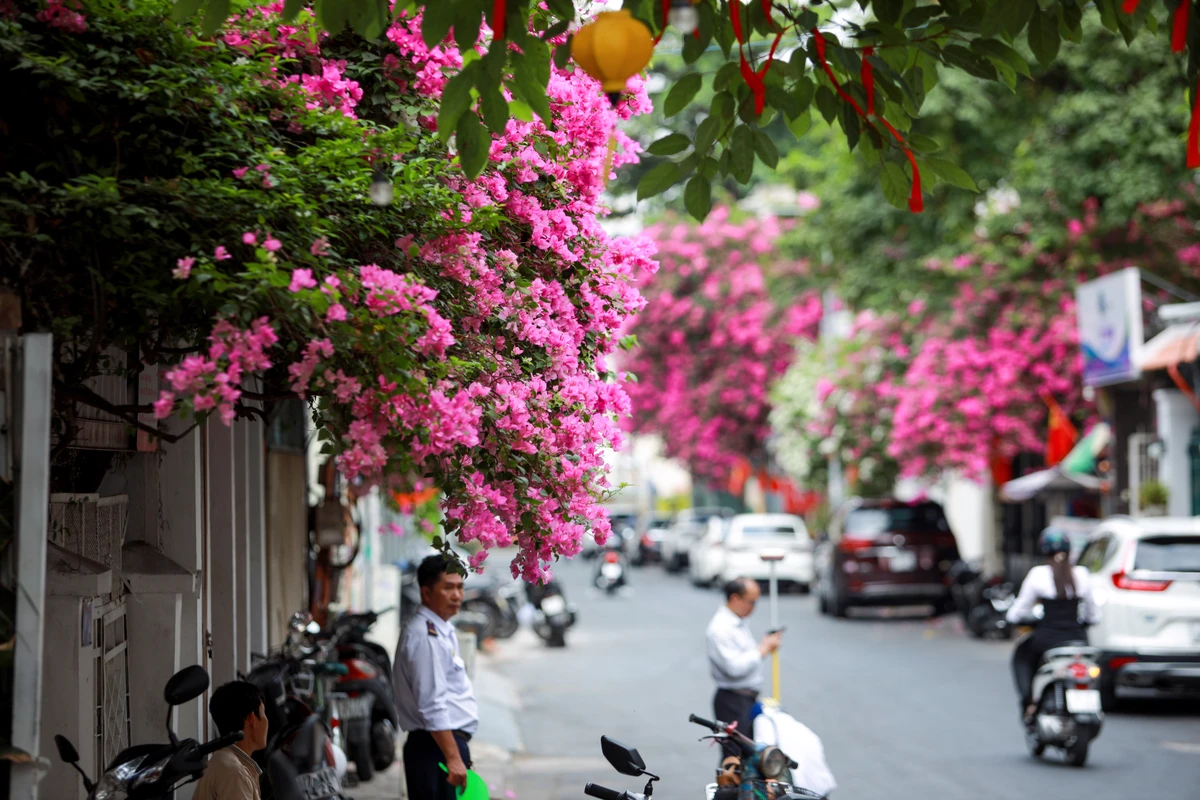 Mùa hoa giấy Sài Gòn