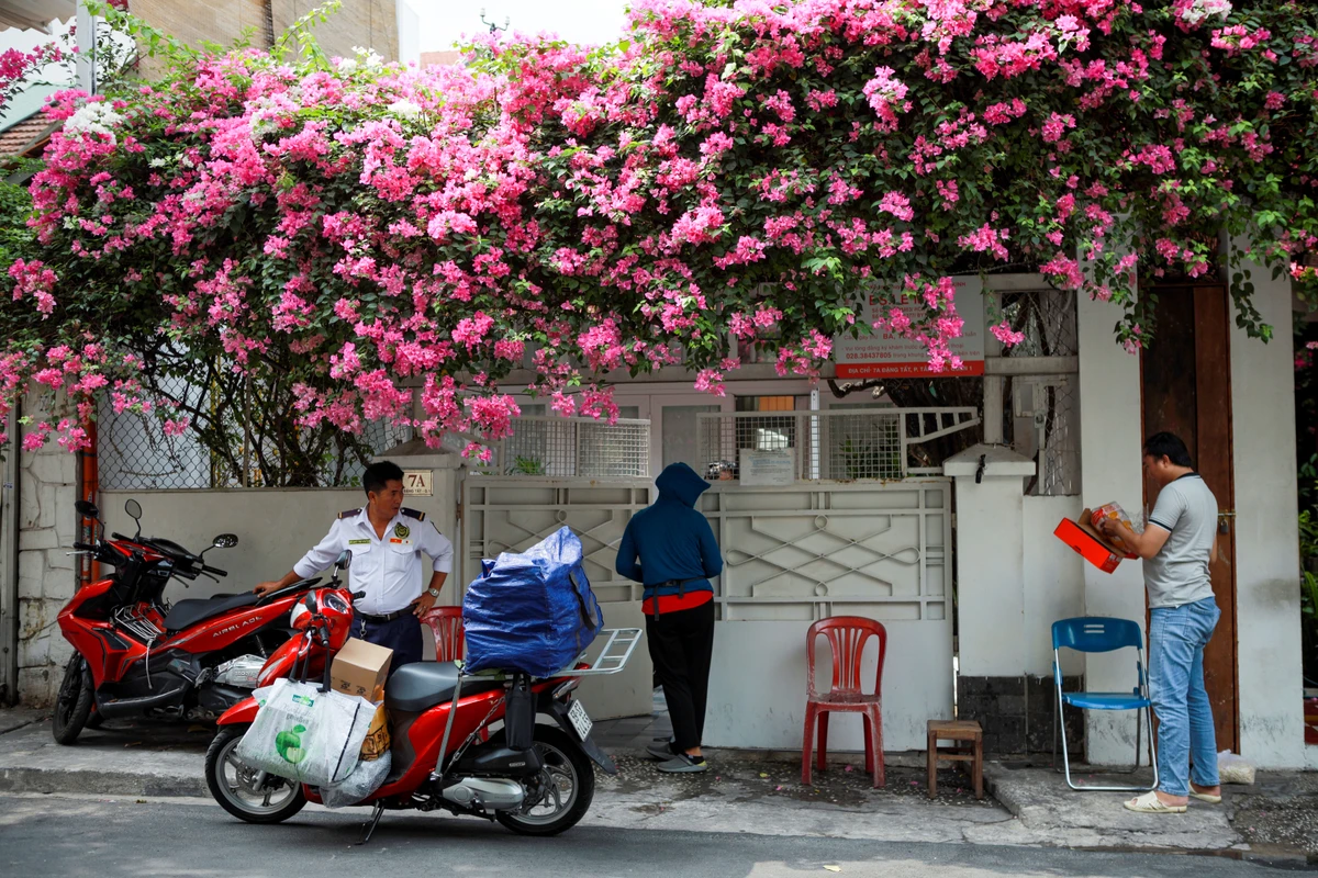 Mùa hoa giấy Sài Gòn