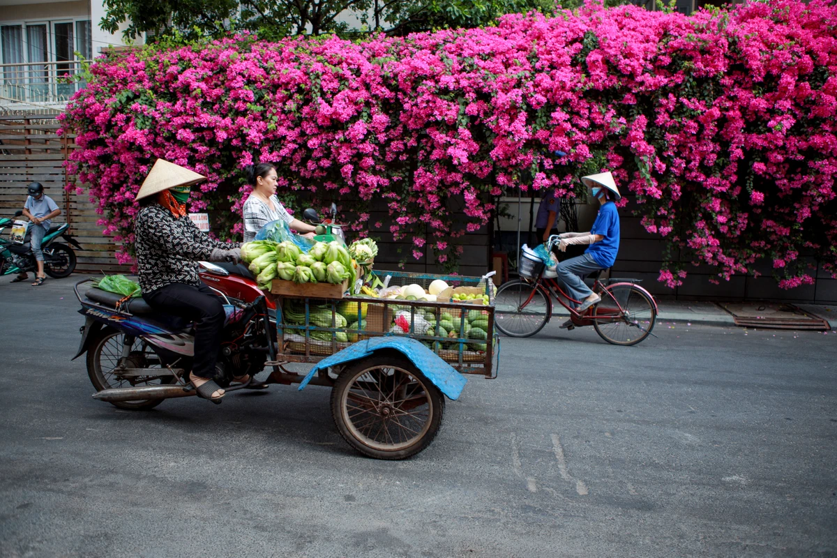 Mùa hoa giấy Sài Gòn