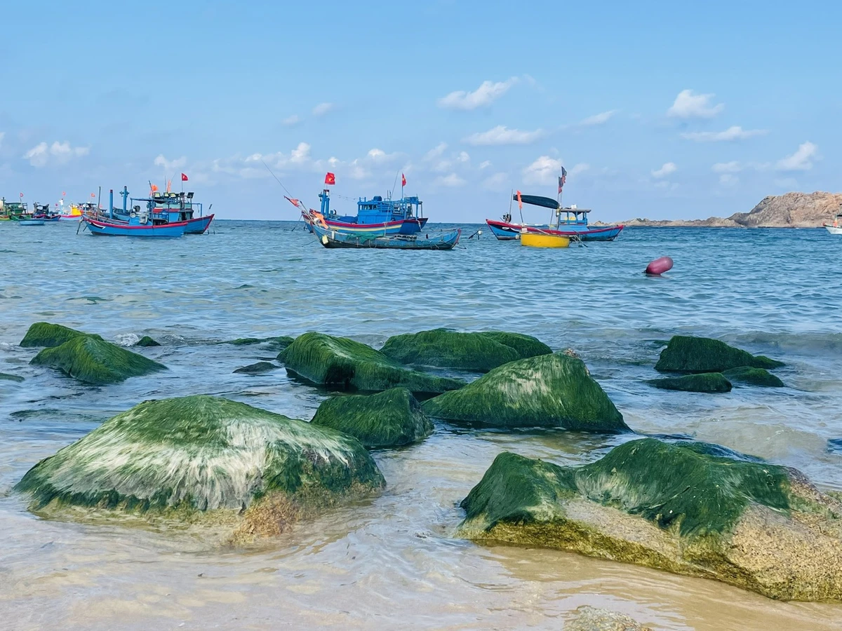 Bãi Rêu Nhơn Hải