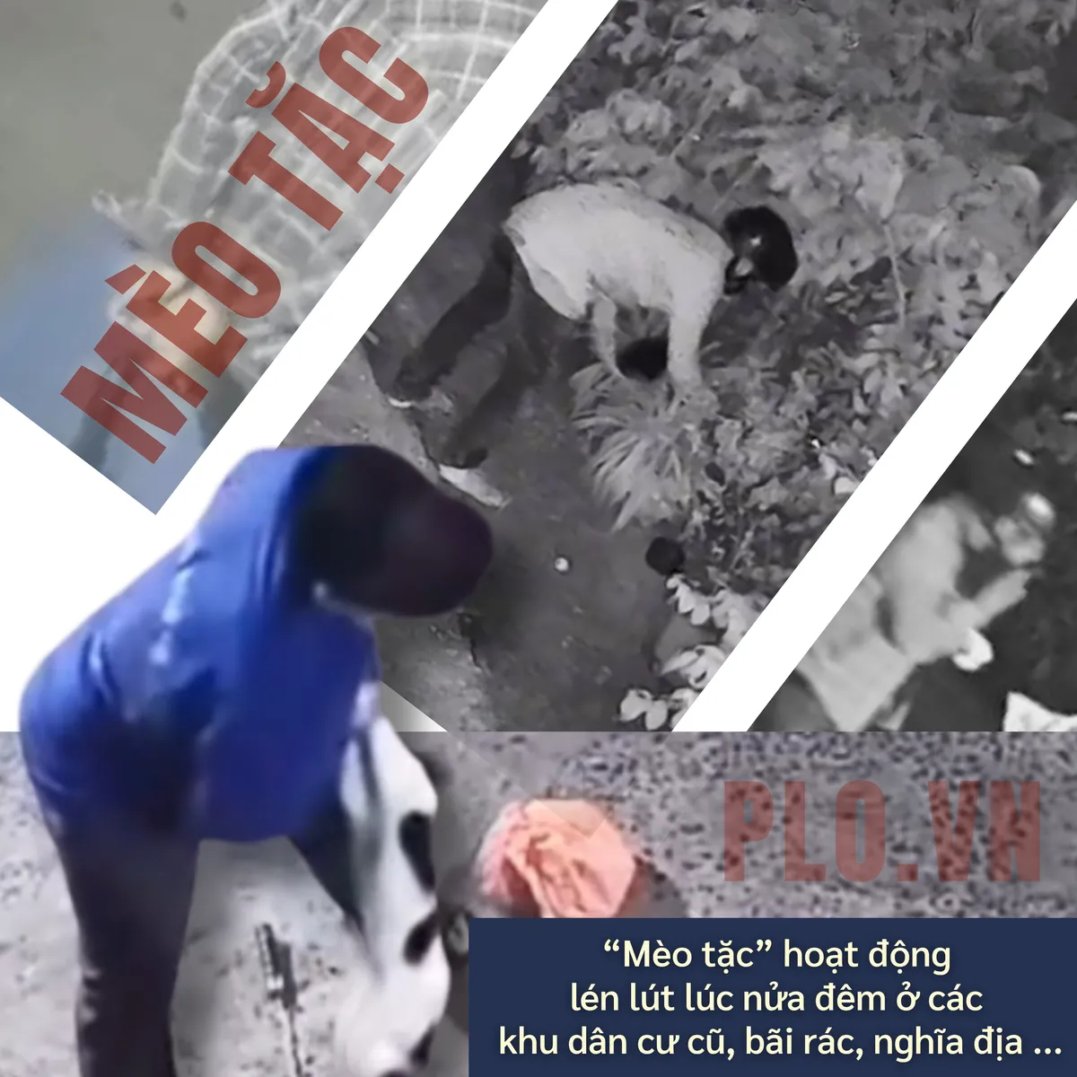 ẢNH GHÉP 1 - Các nhóm “mèo tặc” hoạt động lén lút lúc nửa đêm ở các khu dân cư cũ, bãi rác, nghĩa địa.png