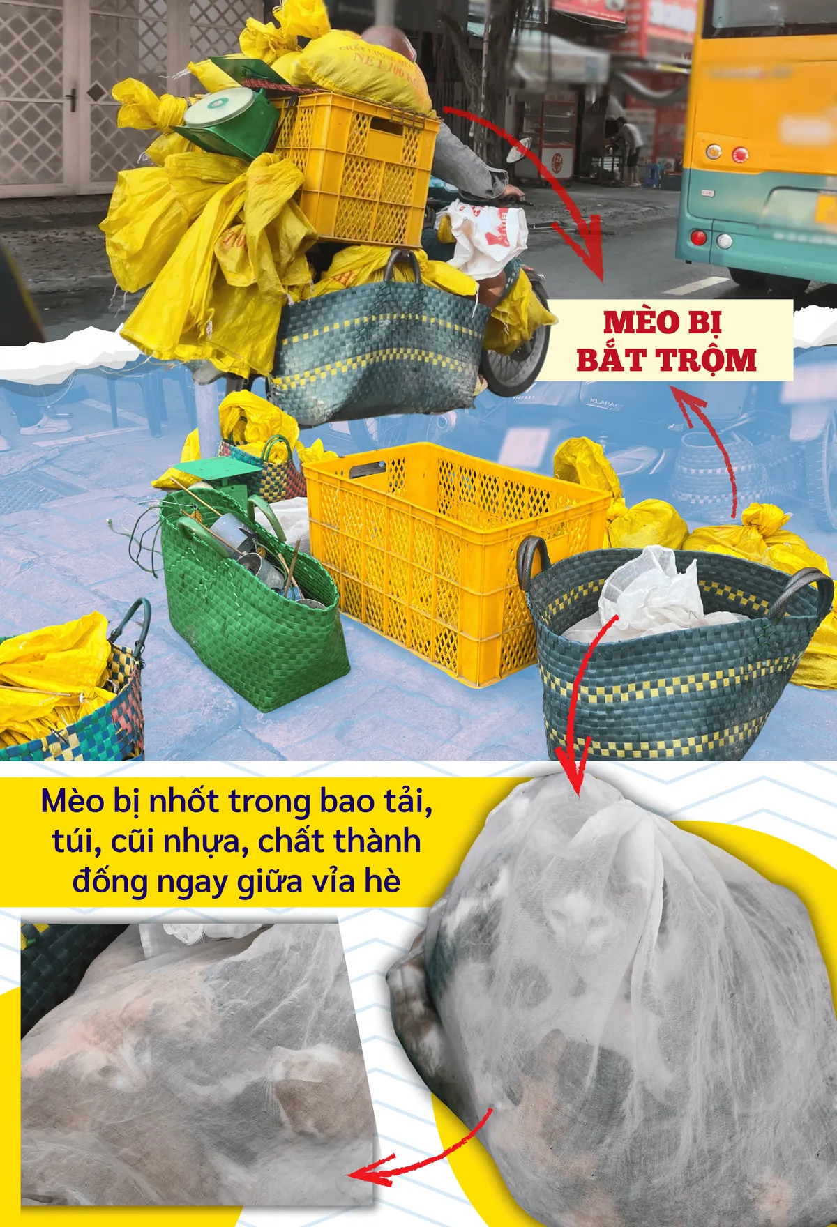 ẢNH GHÉP 4 - Mèo bị nhốt trong bao tải, túi, cũi nhựa, chất thành đống ngay giữa vỉa hè.png