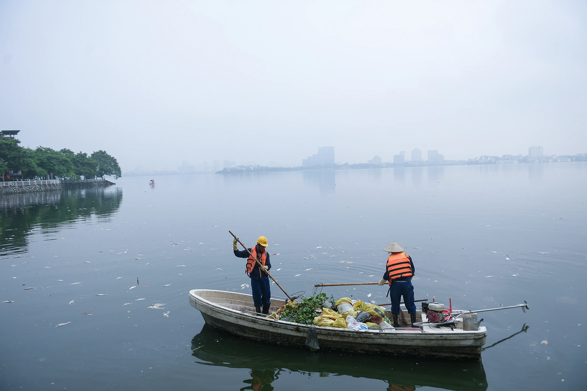 Hà Nội: Cá lại chết ở hồ Tây, bốc mùi hôi thối