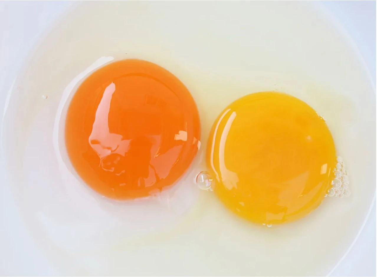 Màu sắc của lòng đỏ trứng gà có quyết định chất lượng dinh dưỡng? | Báo  Pháp Luật TP. Hồ Chí Minh