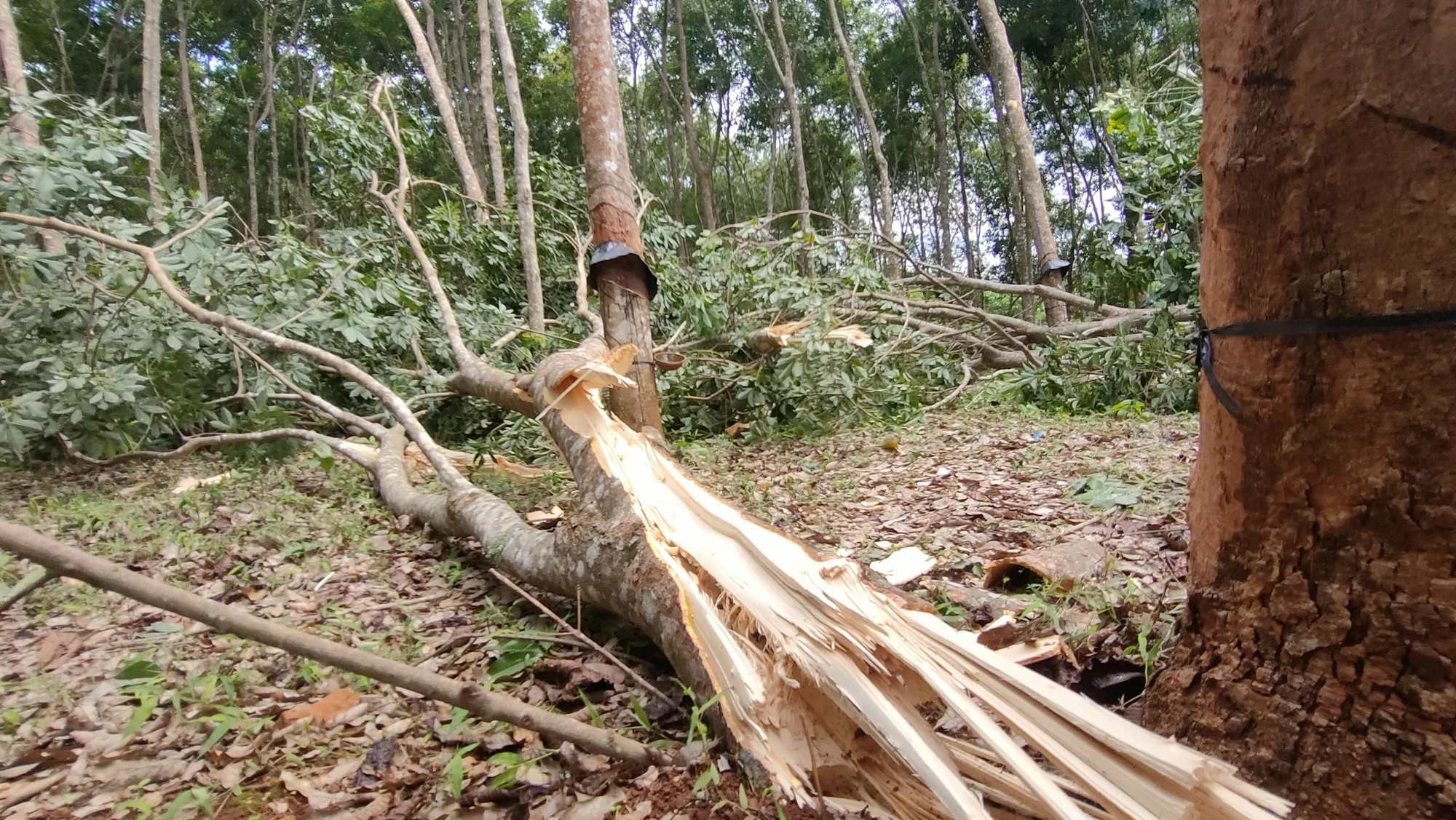 Nông dân Gia Lai phát sốt vì sầu riêng rụng đầy đất thiệt hại nặng nề