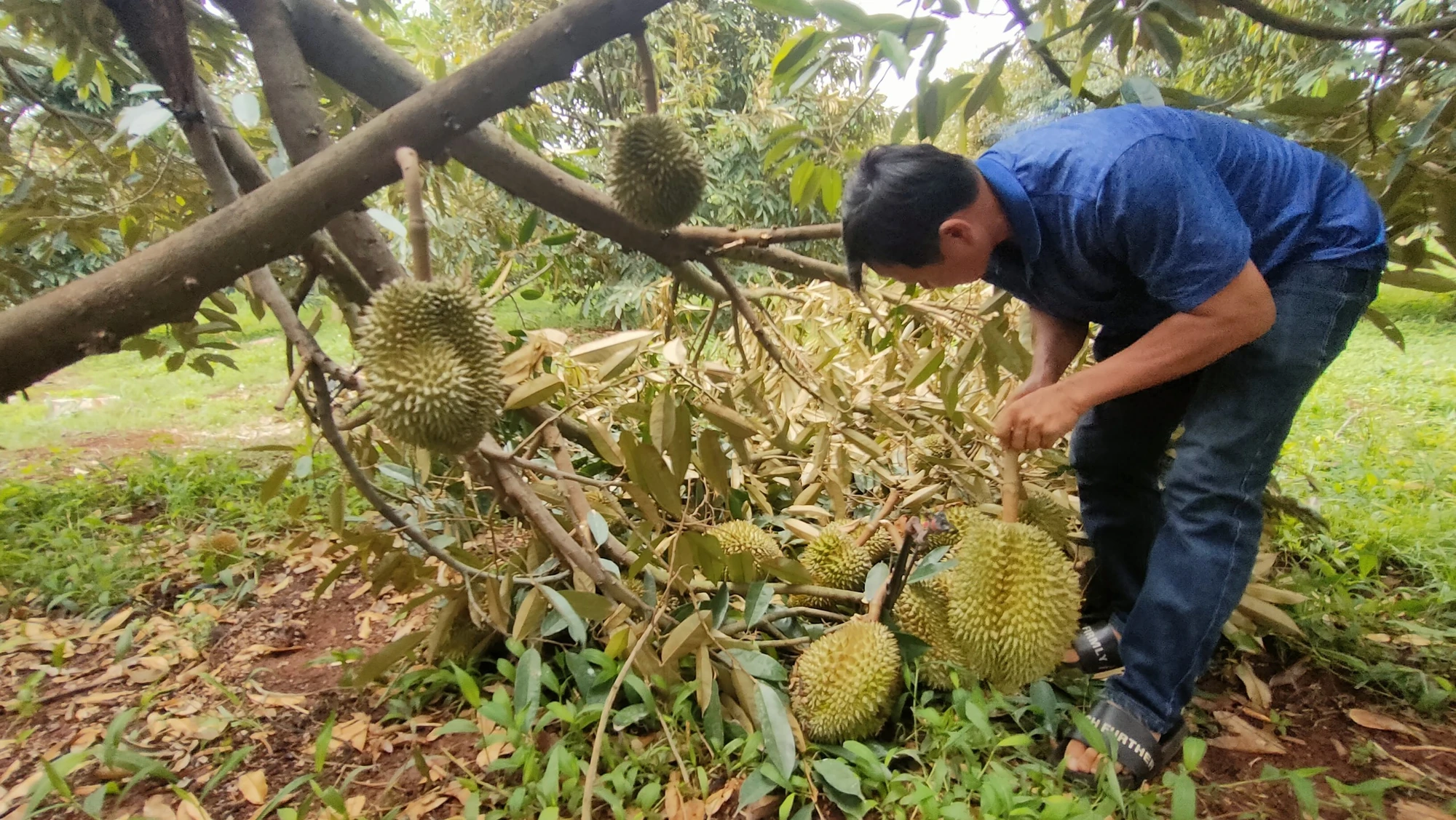 Nông dân Gia Lai phát sốt vì sầu riêng rụng đầy đất thiệt hại nặng nề