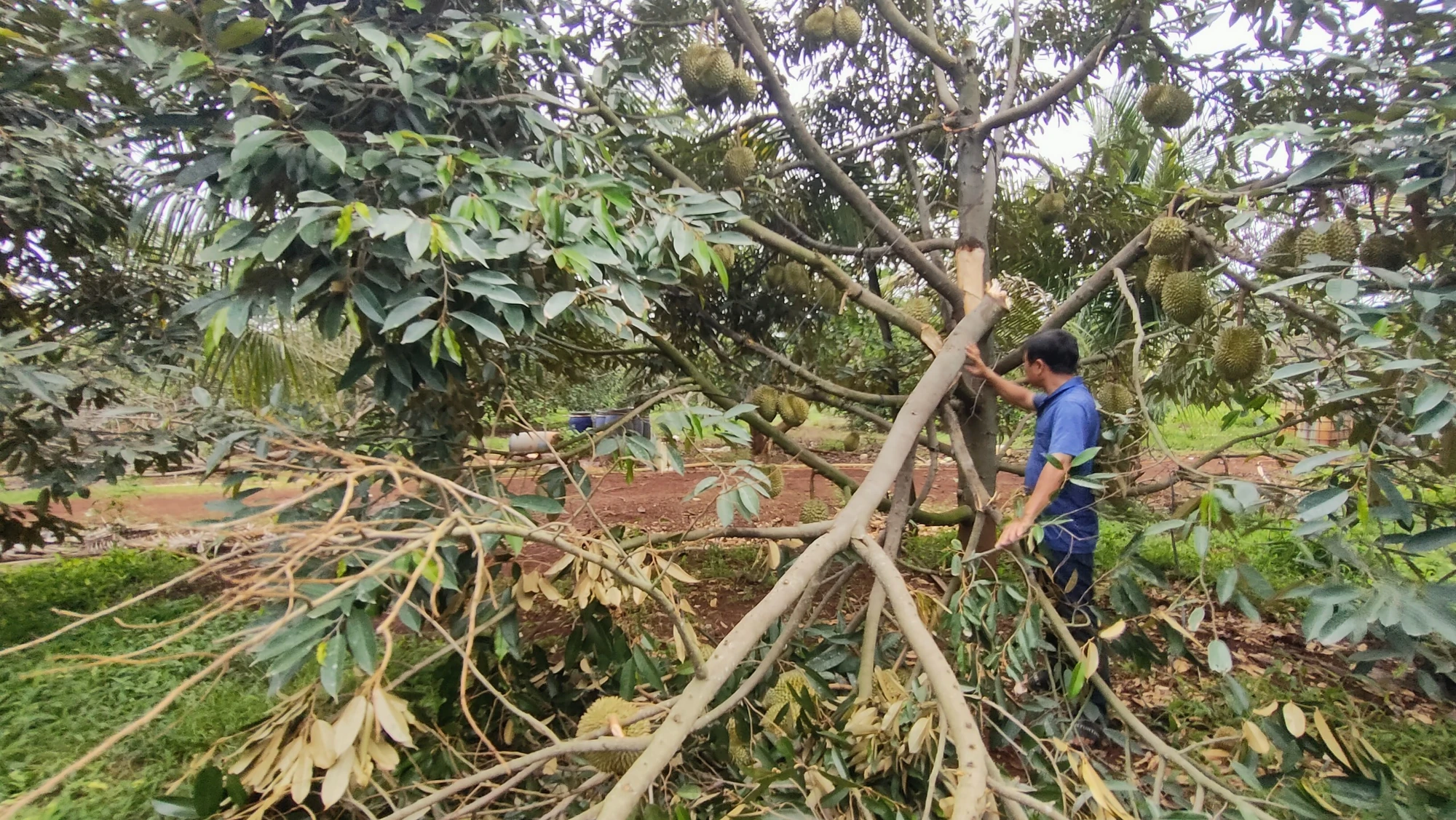 Nông dân Gia Lai phát sốt vì sầu riêng rụng đầy đất thiệt hại nặng nề