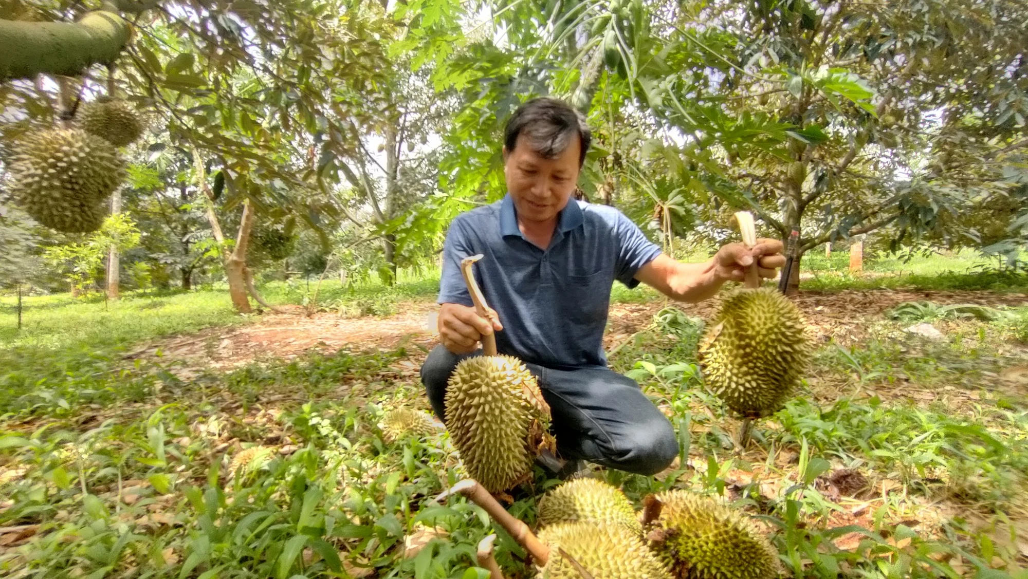 Nông dân Gia Lai phát sốt vì sầu riêng rụng đầy đất thiệt hại nặng nề