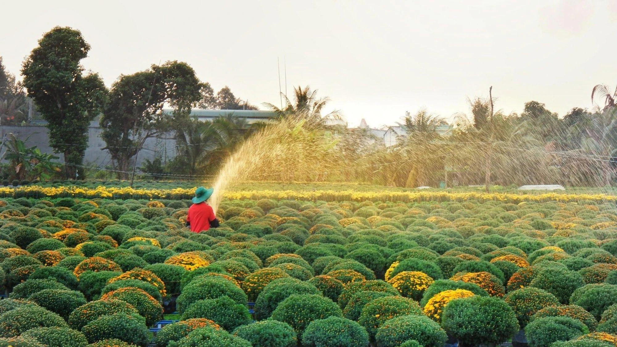 Spring has arrived in Sa Dec flower village - Dong Thap | City Law Newspaper. Ho Chi Minh