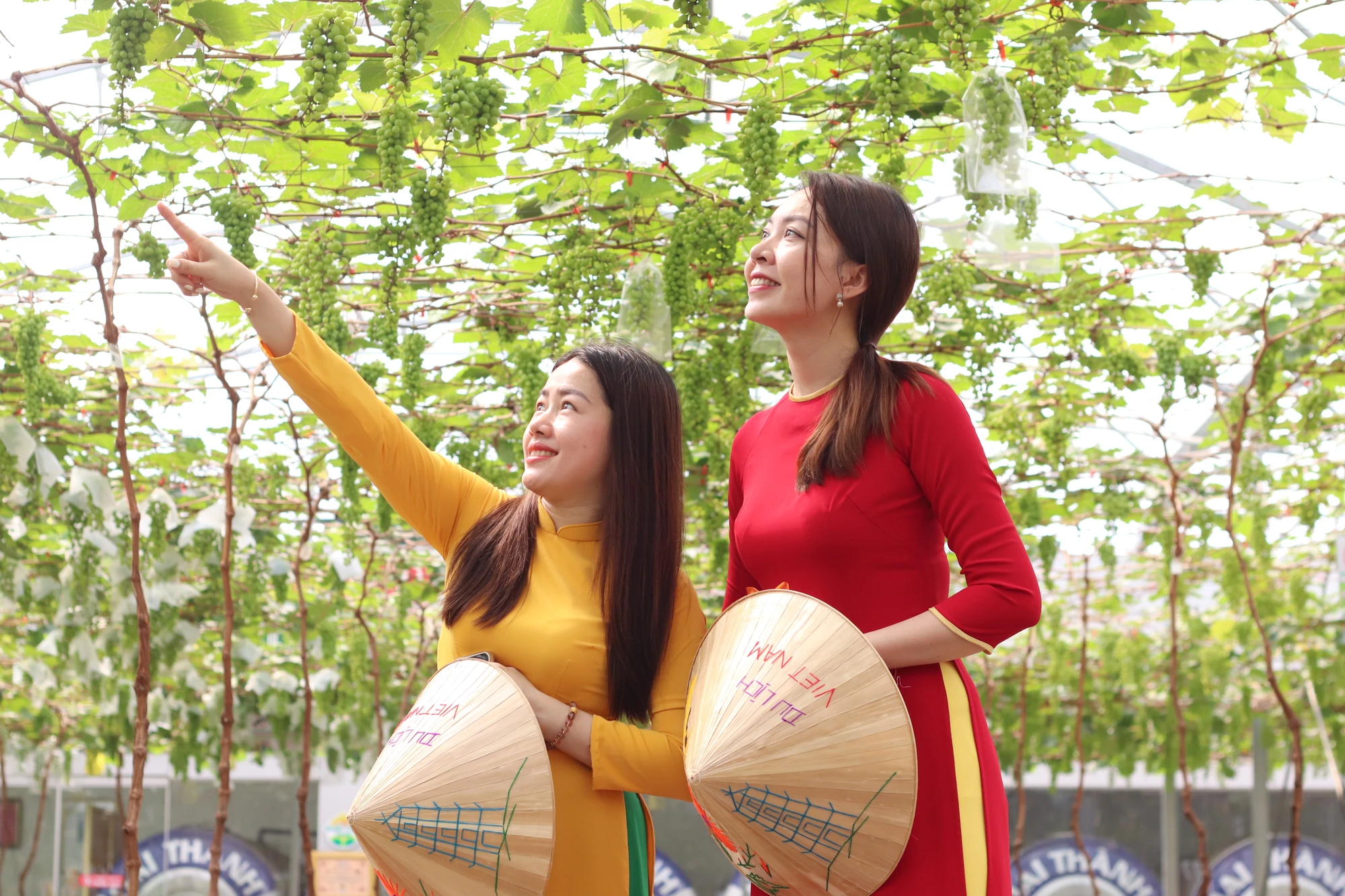Với không gian xanh mát và những chùm nho trĩu quả, Suối Tiên Farm luôn là điểm tham quan khiến du khách dừng chân lưu giữ những khoảng khắc bên bạn bè, gia đình. du-lich-17.JPG