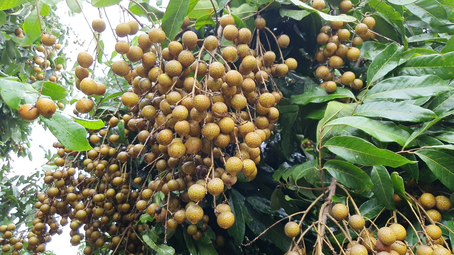 nong-truong-song-hau.jpg