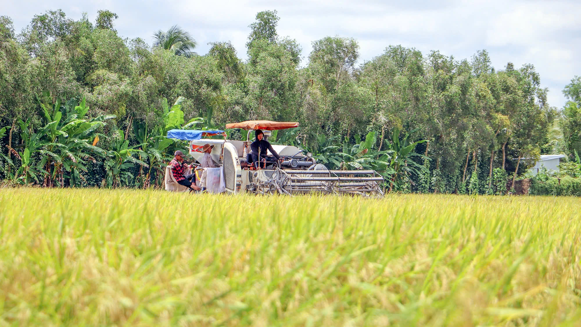 thu-hoach-lua-o-hau-giang.jpg