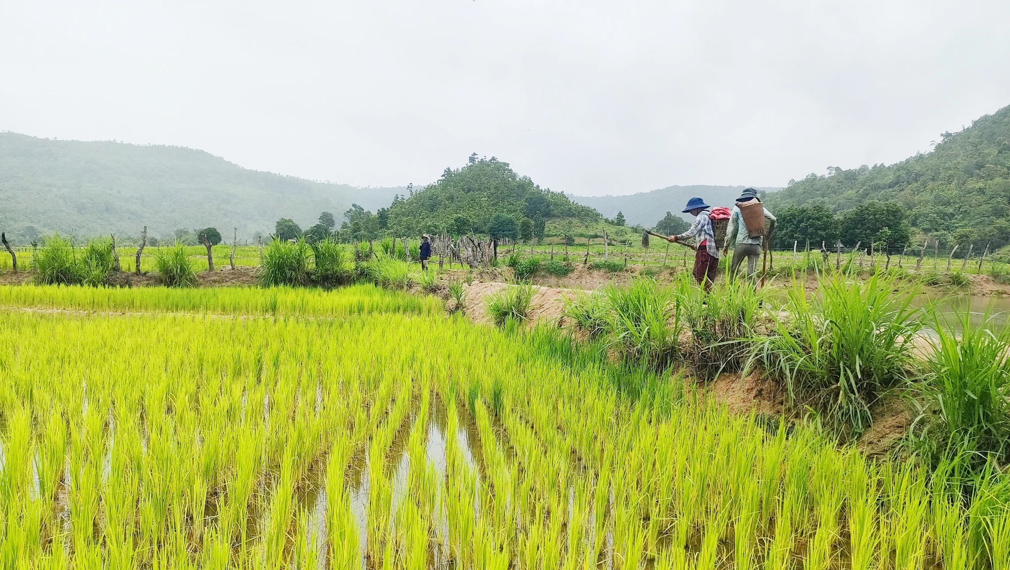 Người dân xã Ayun đã biết thâm canh lúa 2-3 vụ/năm. Ảnh: LK. Tổng Bí Thư Nguyễn Phú Trọng trao quà ý nghĩa giúp nhân dân xã Ayun thoát nghèo