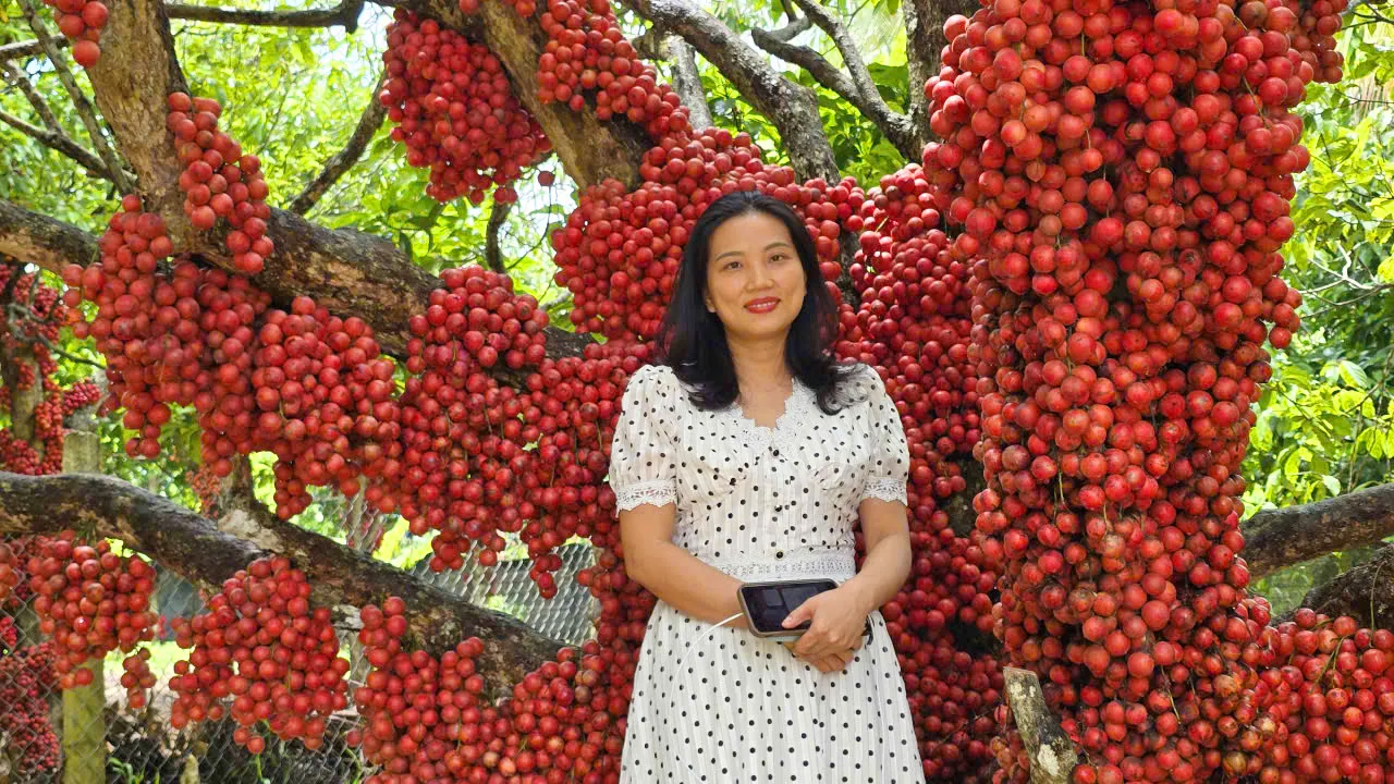 Chị Đoàn Sơn Ca (ngụ xã Tây Sơn, Gia Lai), chia sẻ: 'Qua mạng xã hội, tôi biết được nơi đây có vườn dâu da đỏ rất đẹp nên cùng người thân ghé tham quan, chụp hình lưu niệm. Không tưởng được, cây dâu da trái sai và đẹp như vậy'.