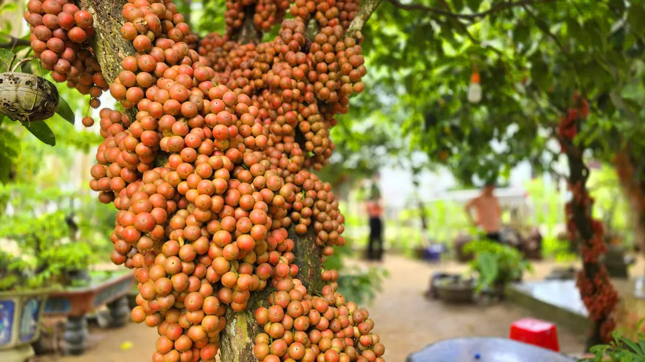 Du-khach-nuom-nuop-di-check-in-vuon-dau-da-tuyet-dep-o-xa-Cuu-An-tinh-Gia-Lai-5.jpg