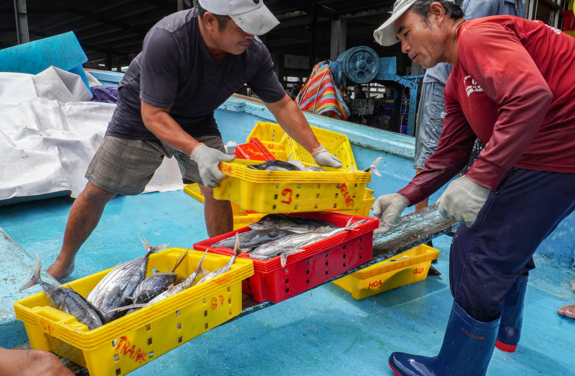 Ngoài cá sọc, nhiều tàu cá cũng bội thu cá bò. Giá cá bò cũng được thu mua như cá sọc, nên tàu nào cũng lại lớn dịp này. DTH04985.jpg