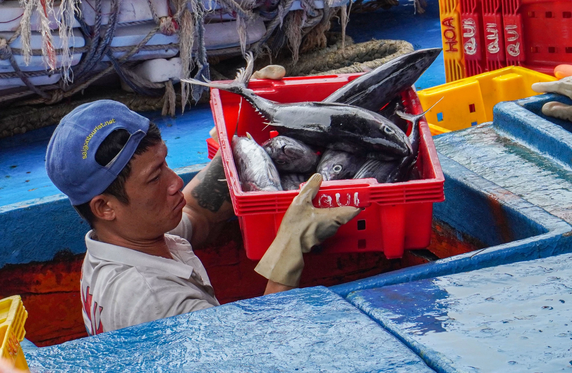 Tàu của thuyền trưởng Trần Đình Nguyên ra khơi cuối tháng 8. "Đợt này tàu của tôi đánh bắt được 40 tấn cá sọc, cũng được xem là trúng mánh đợt ra khơi này" - ông Nguyễn nói. DTH05122.jpg