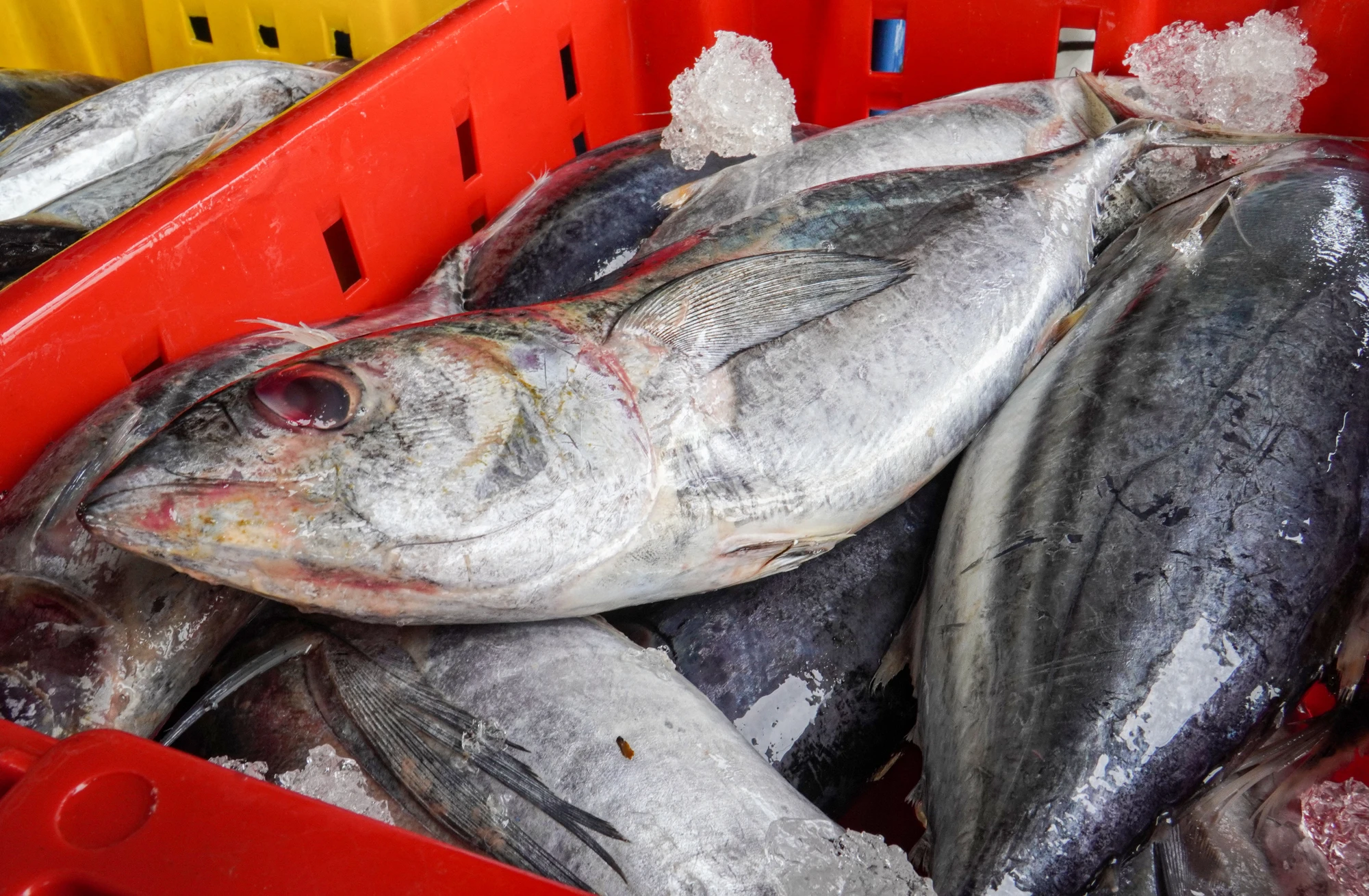 Ông Dũng cho biết tàu của ông đánh bắt ở vùng biển đảo Huyền Trân, quần đảo Trường Sa, tỉnh Khánh Hòa. "Một tháng đánh bắt được 40 tấn cá sọc, cá bò. Năm nay được mùa cá, giá ổn, ngư dân như chúng tôi rất vui" - ông Dũng cho biết. DTH05256.jpg