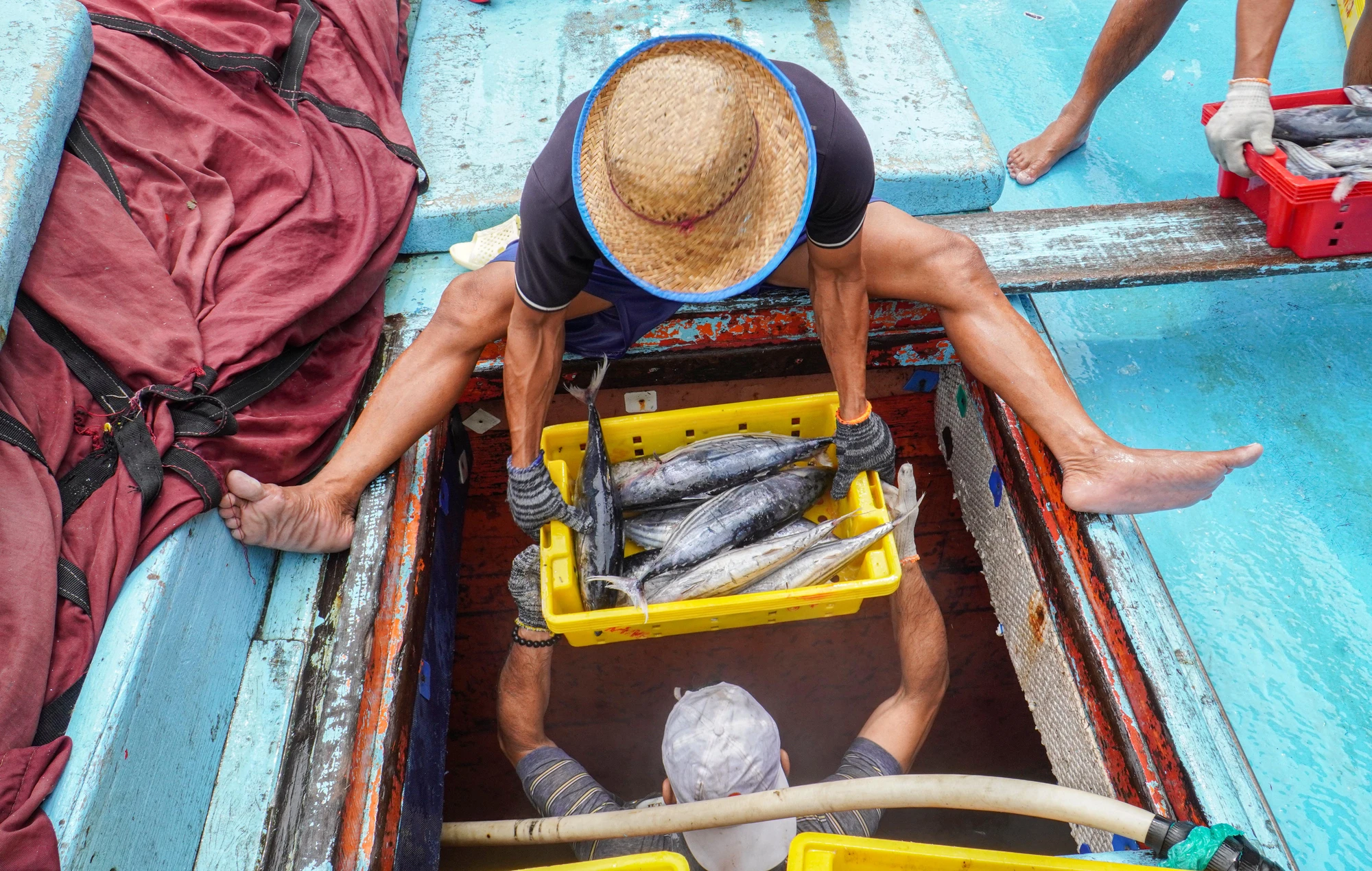 Theo các thương lái, cá sọc dưa hiện có giá 25.000 đồng/kg. "40 tấn cá của tôi sau khi trừ chi phí cũng lãi được khá khá, bạn thuyền chuyến này thu nhập tốt"- ông Nguyên vui mừng nói. tỉnh Gia Lai.jpg