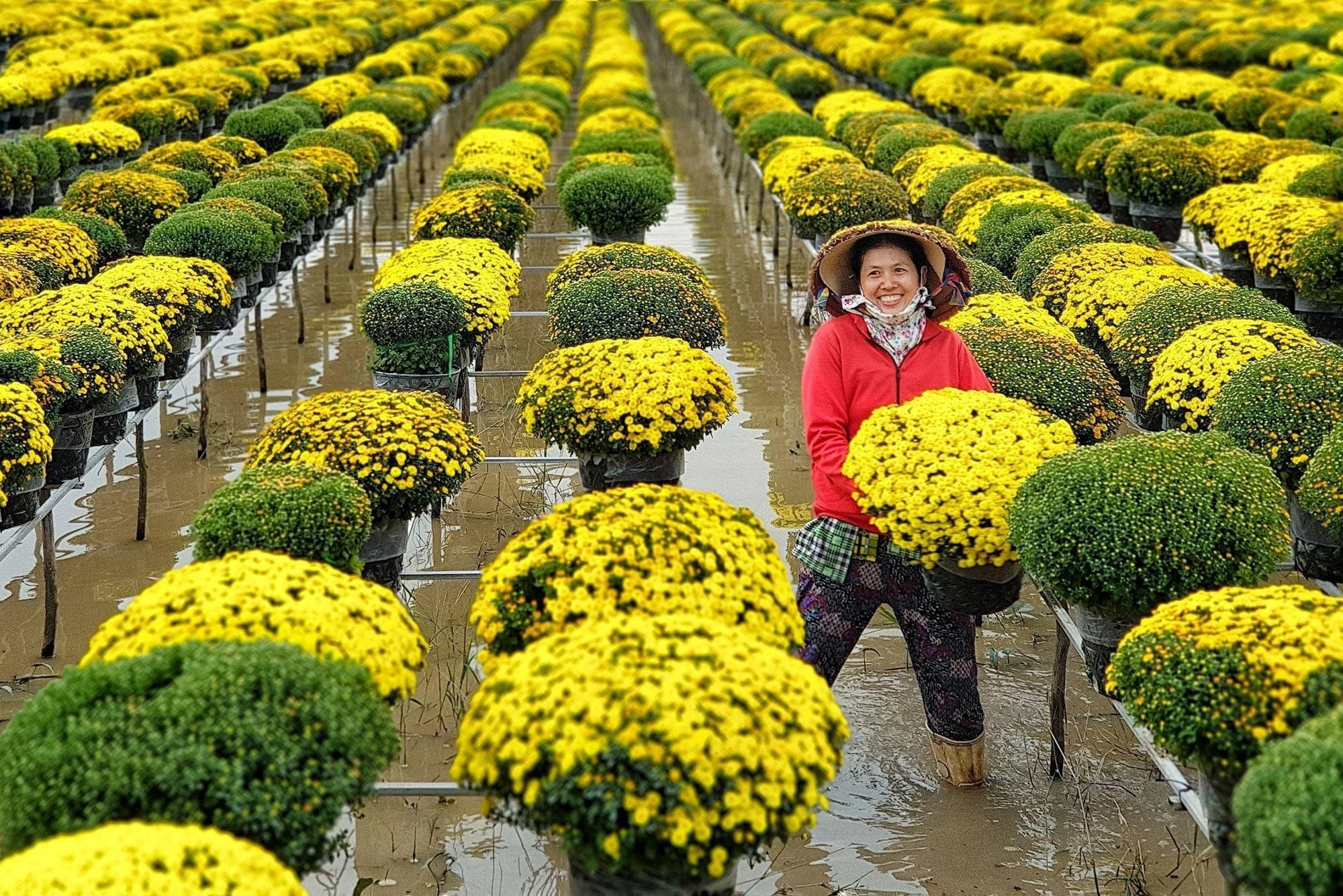Mãn nhãn với vẻ đẹp rực rỡ của Làng hoa Sa Đéc. Ảnh: VÕ MINH THIÊN