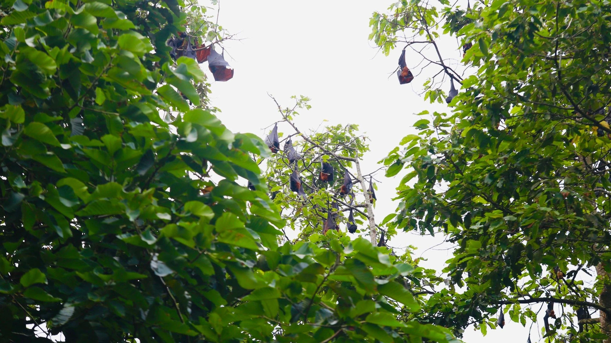 Dơi treo mình trên những tán cây ở chùa. Ảnh: VĂN PHONG.