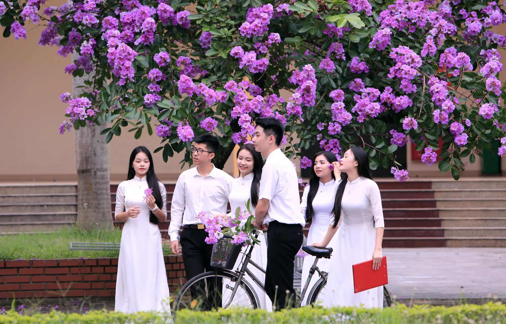 Hoa bằng lăng tượng trưng cho tình bạn thắm thiết, trong sáng nhất. Đây cũng là nguyên do tại sao mà cây hoa bằng lăng được trồng nhiều tại sân trường cùng với cây phượng đỏ là vậy. Những bóng hồng trong mùa hoa băng tím nở rộ ở Thanh Hóa - 11.JPG