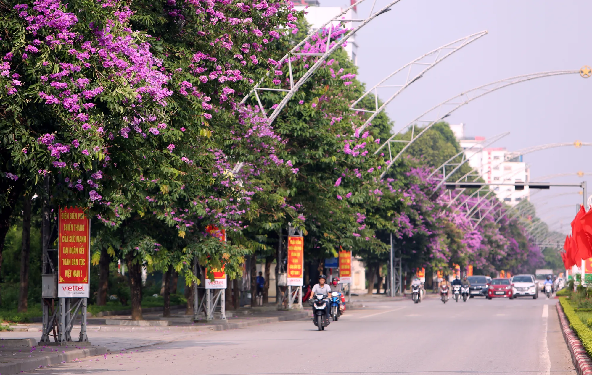 Đại lộ Lê Lợi mùa hoa bằng lăng được xem là đại lộ đẹp nhất ở Thanh Hóa ở thời điểm này. Những bóng hồng trong mùa hoa băng tím nở rộ ở Thanh Hóa - 18.JPG