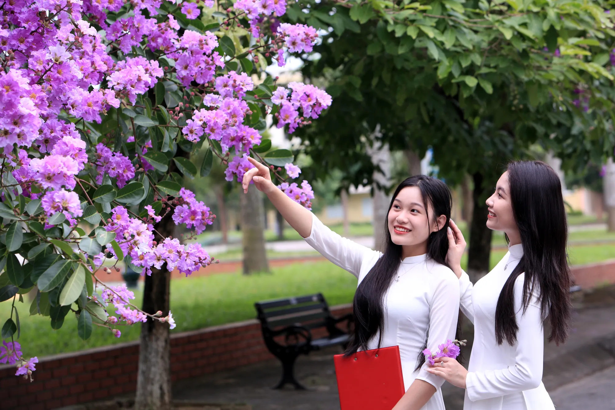 Màu tím hoa bằng lăng thể hiện sự thủy chung, dịu dàng và lãng mạn khiến nhiều người thích thú, chiêm ngưỡng. Những bóng hồng trong mùa hoa băng tím nở rộ ở Thanh Hóa - 4.JPG