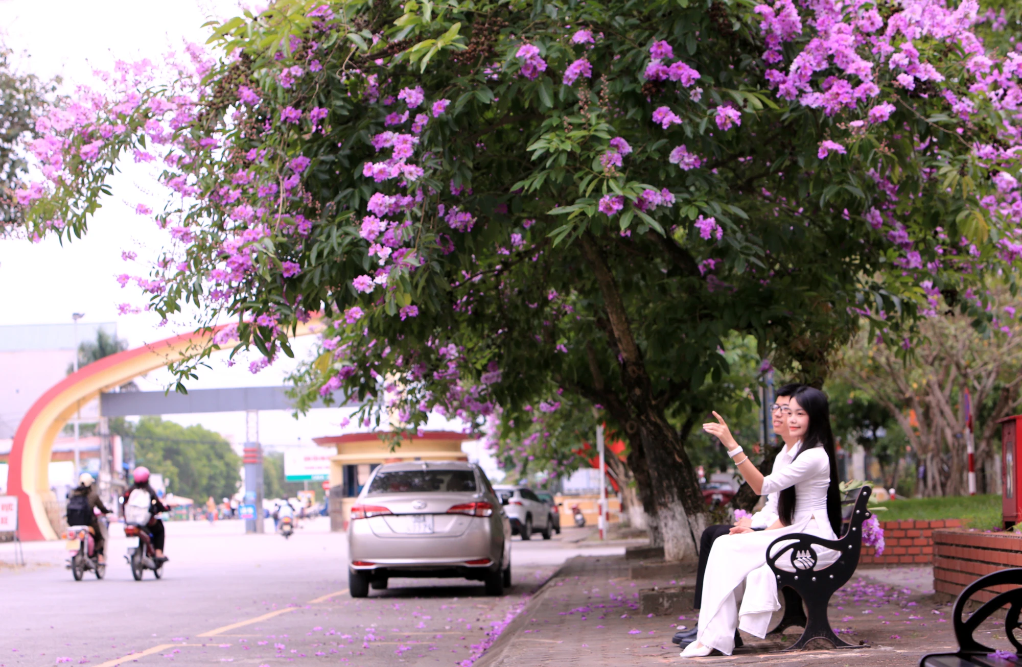 Hoa bằng lăng mang ý nghĩa tình cảm trong sáng, ngây thơ của lứa tuổi học trò. Những bóng hồng trong mùa hoa băng tím nở rộ ở Thanh Hóa - 8.JPG