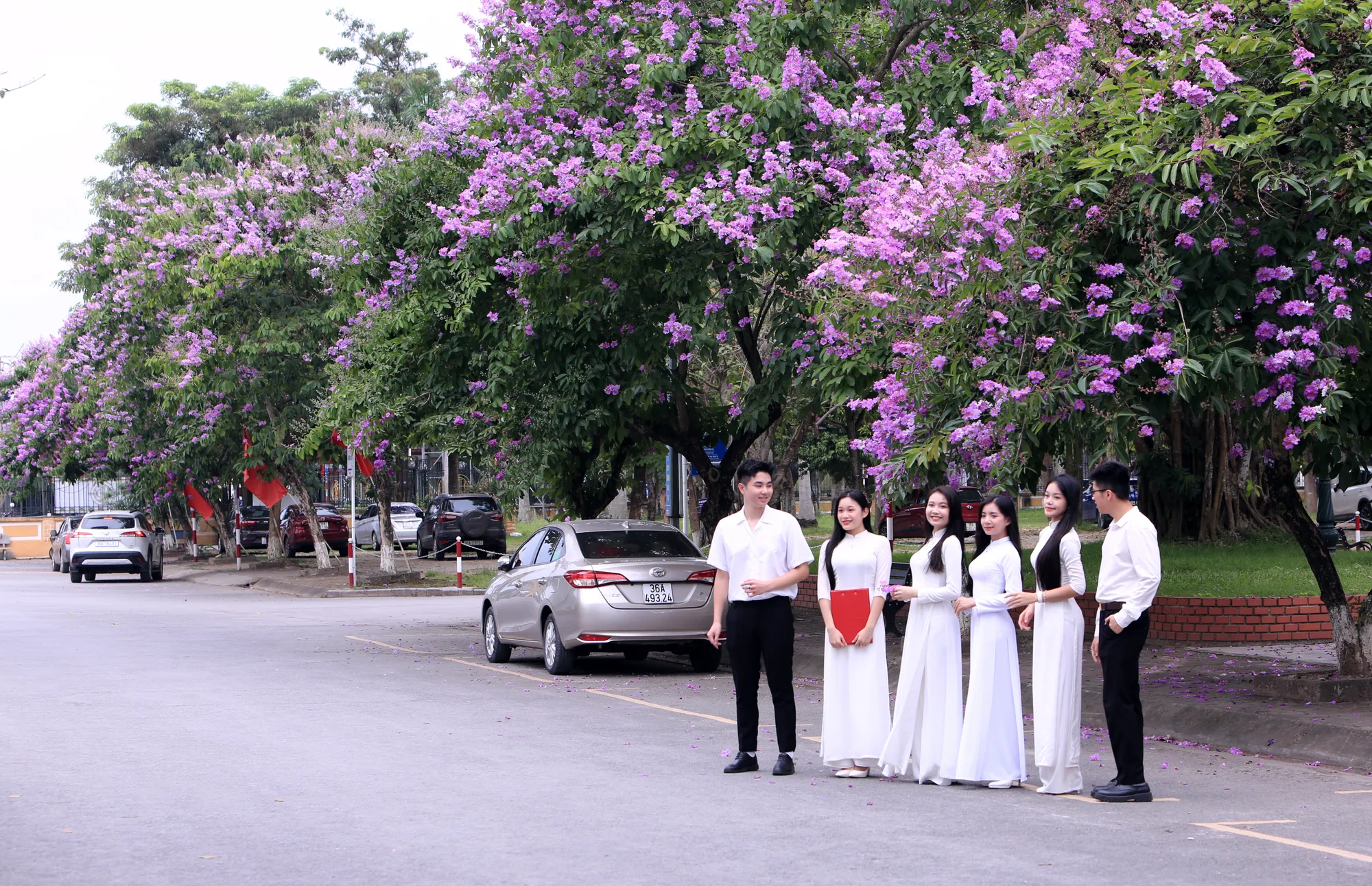 Sắc tím bằng lăng trong khuôn viên Trường Đại học Hồng Đức, Thanh Hóa. Những bóng hồng trong mùa hoa băng tím nở rộ ở Thanh Hóa - 9.JPG