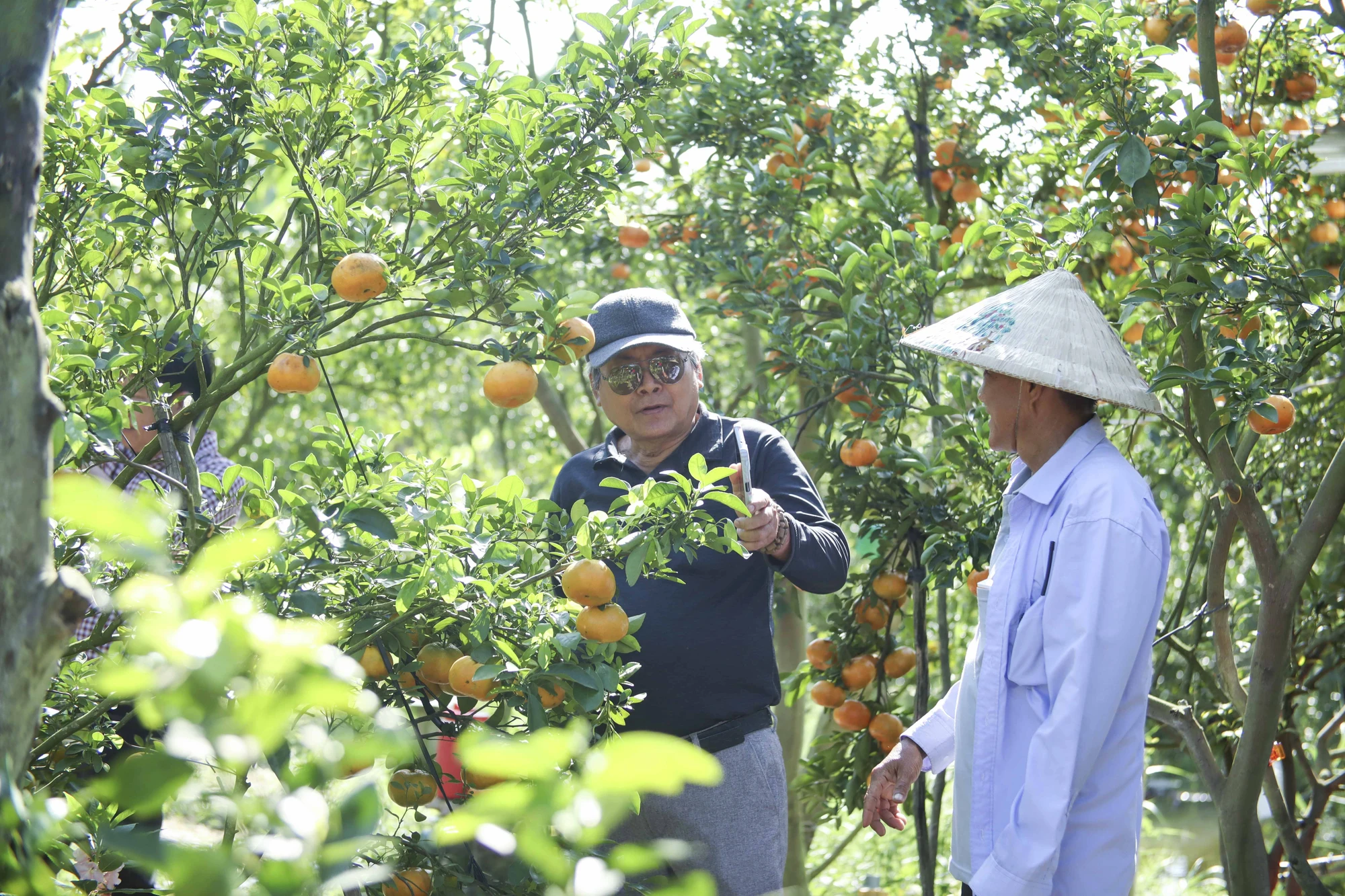 Ngoài việc tham quan, nhiều du khách còn tìm hiểu thêm cách chăm sóc cây quýt, ra trái nhiều. quýt hồng Lai Vung (1).JPG