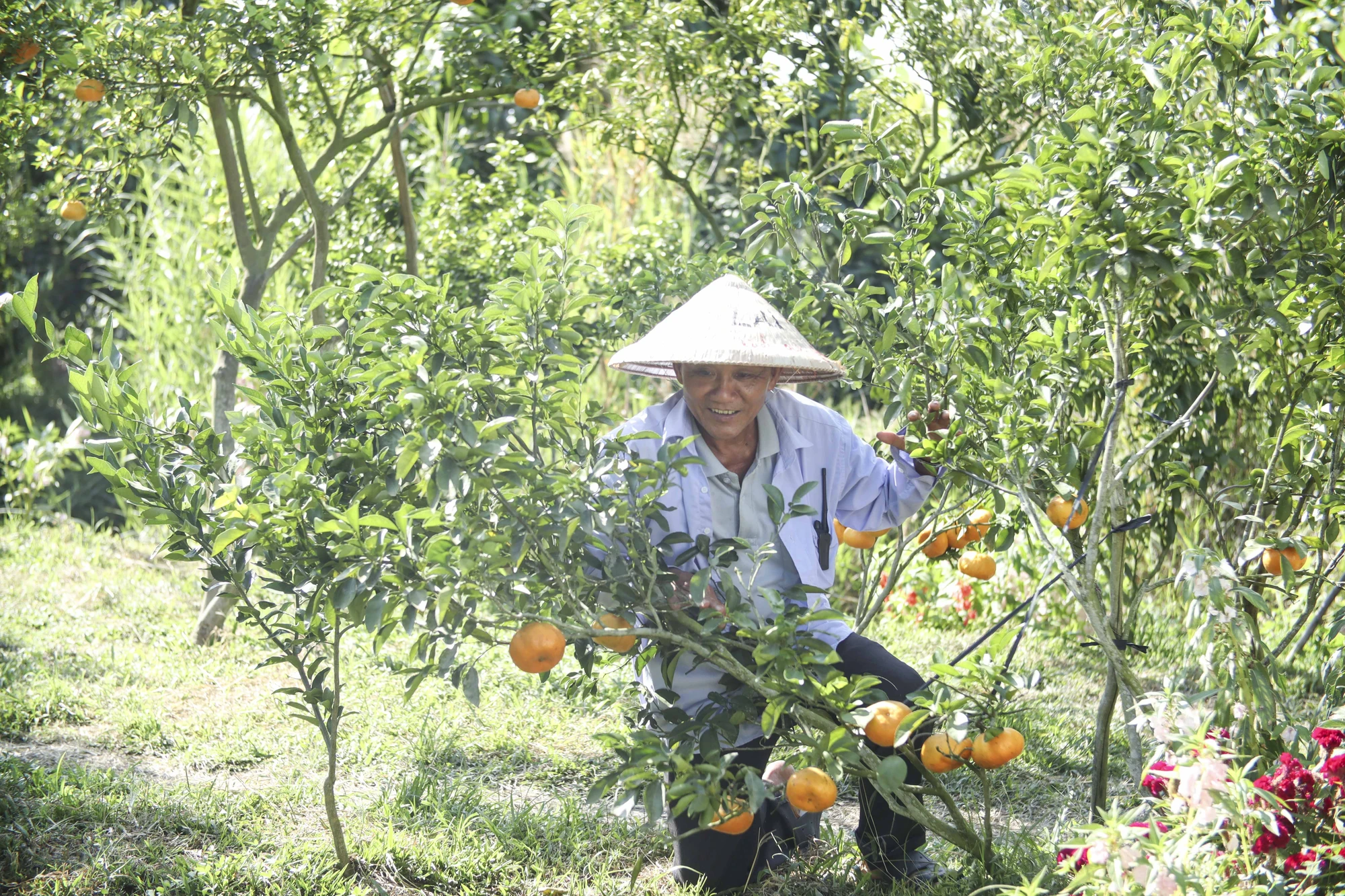 Hiện nay, nhà vườn đang gầy dựng lại đặc sản quýt hồng Lai Vung sau đợt dịch bệnh vàng lá xảy ra vào năm 2017-2018. quýt hồng Lai Vung (12).JPG