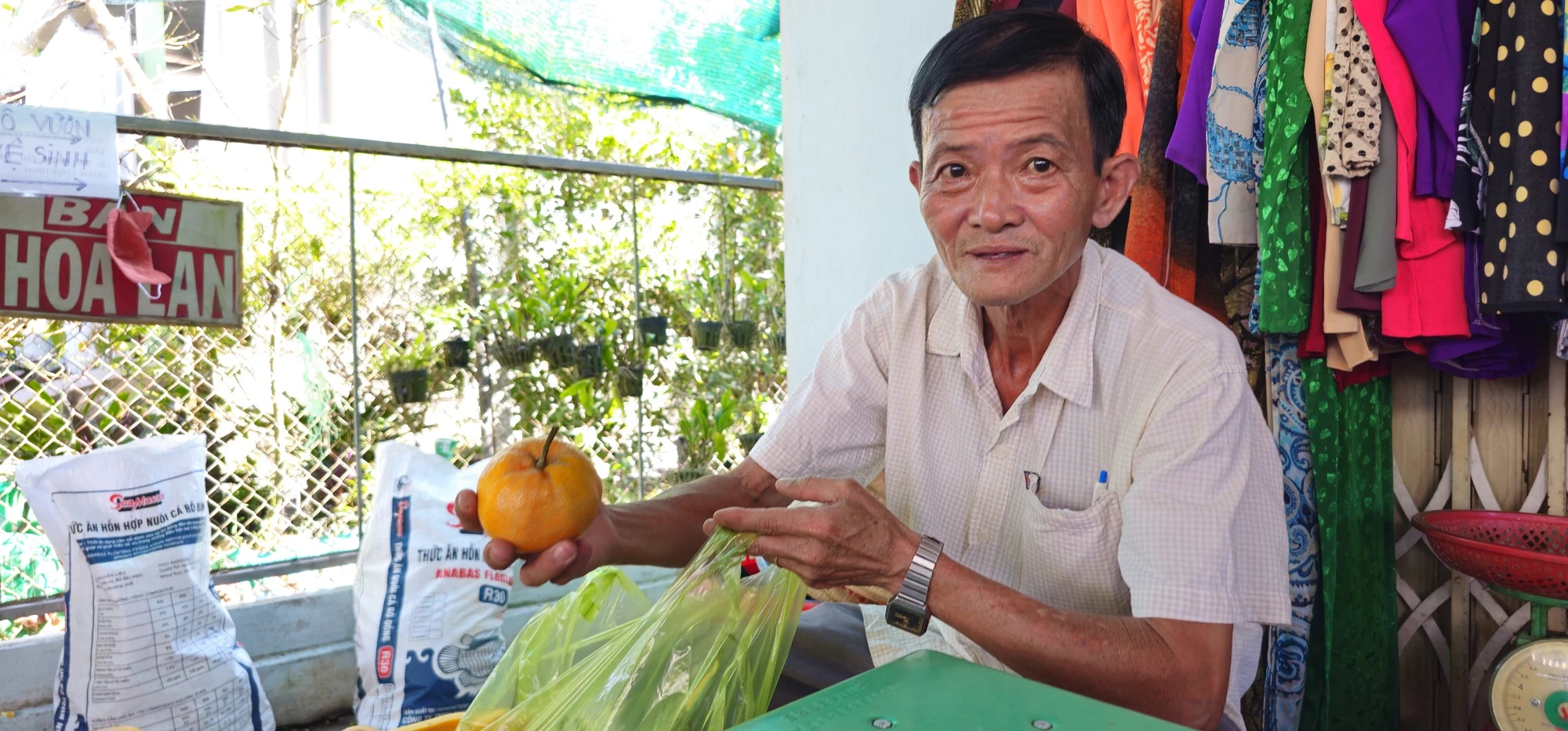Ông Đoàn Anh Kiệt cho biết việc mở rộng vườn quýt cho khách tham quan giúp có thể bán được nhiều hơn ngoài thương lái. quýt hồng Lai Vung (2).jpg