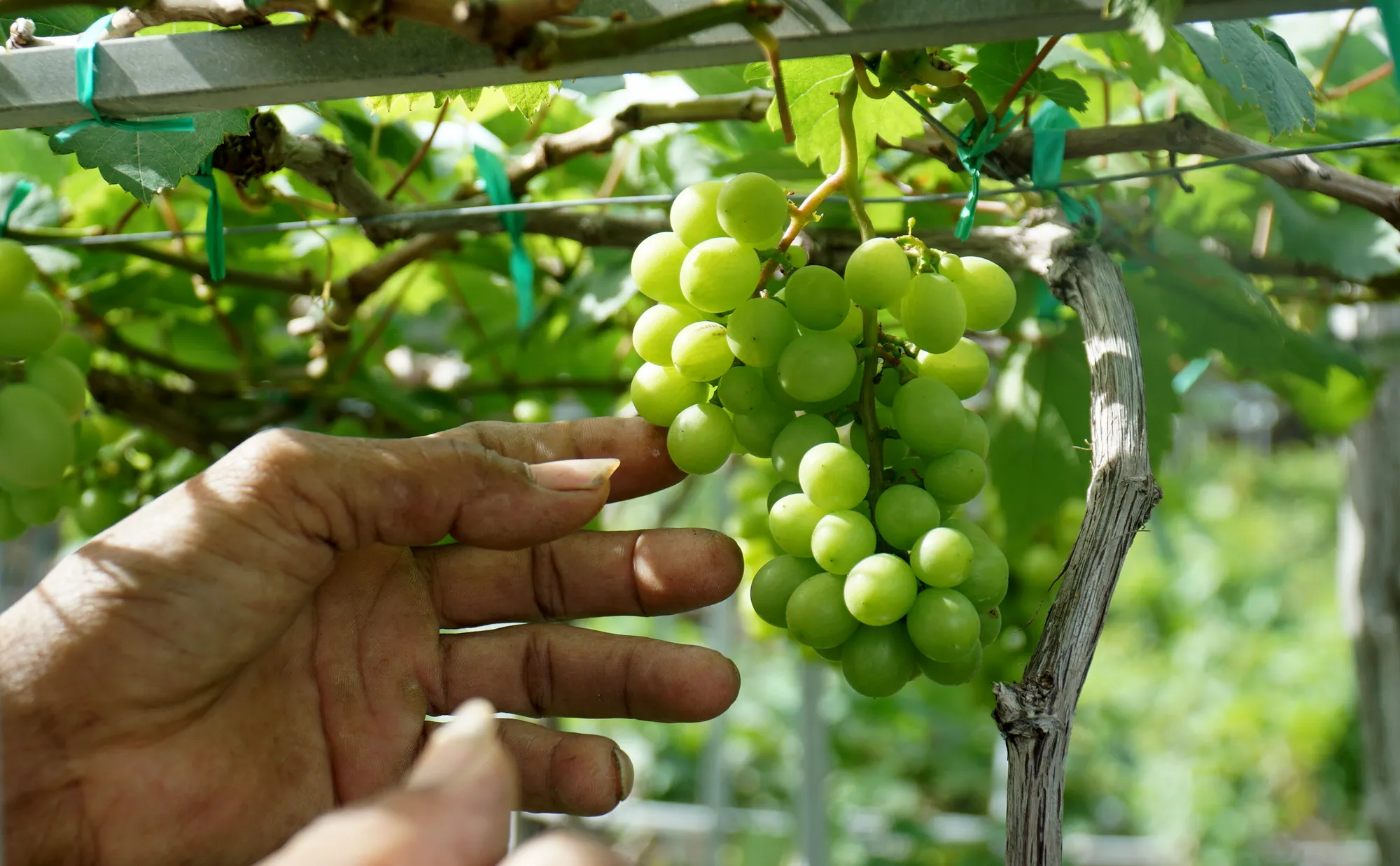 Chùm nho cũng được tỉa bớt trái để đều và đẹp. Ảnh: HH