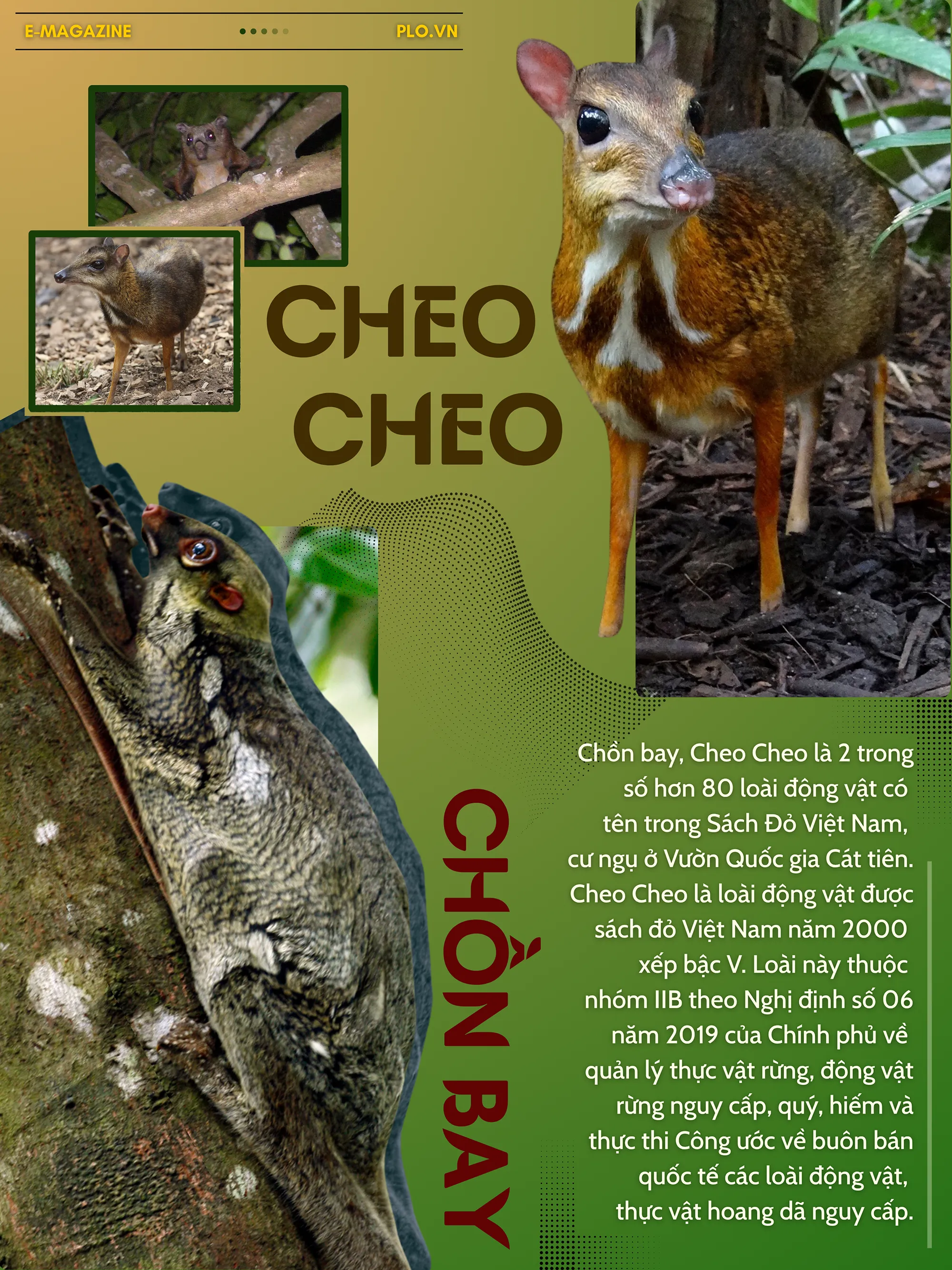 BOX 2_ Hình ảnh chồn bay, cheo cheo.png