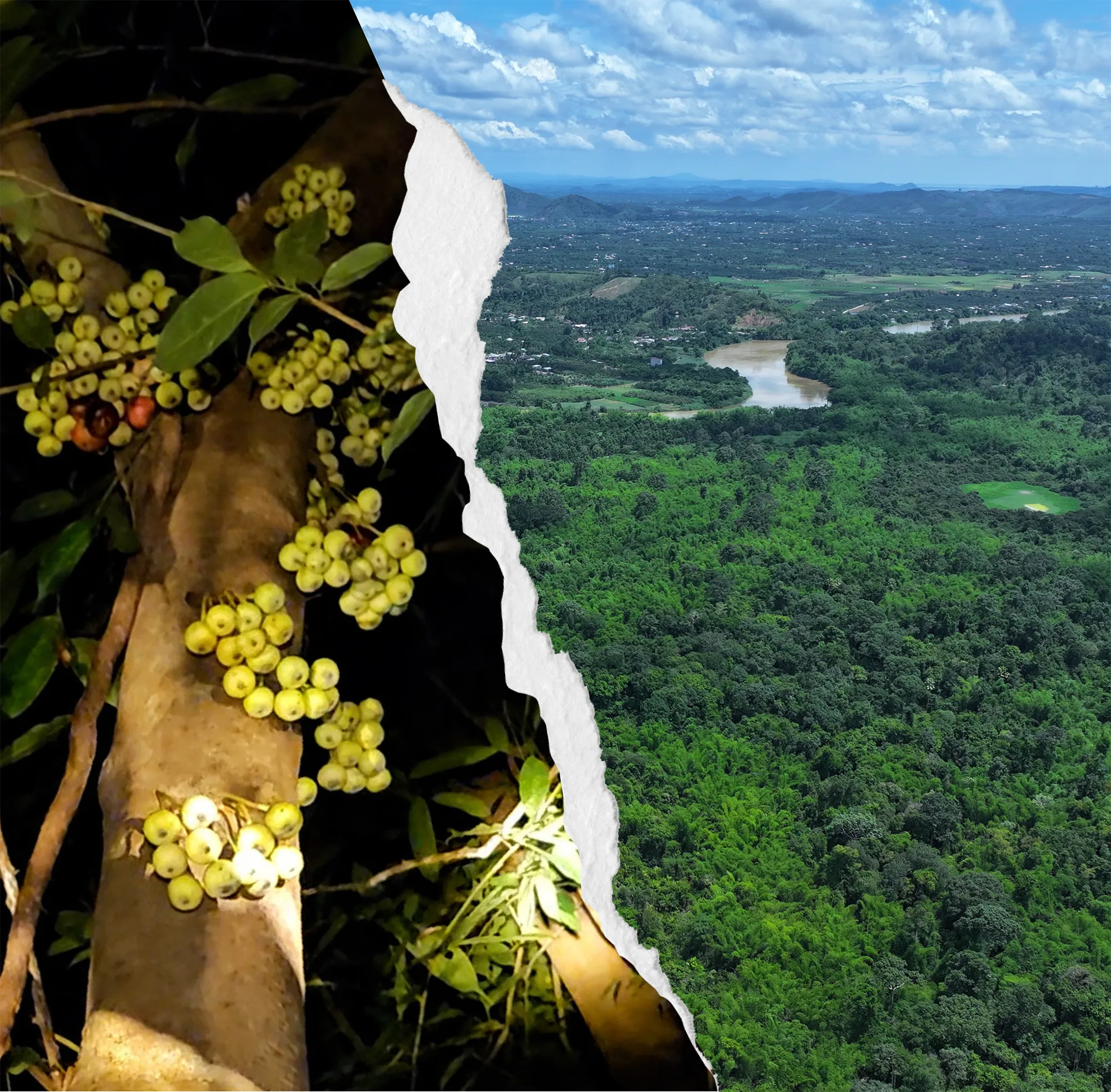 cây dâu+cát tiên.png