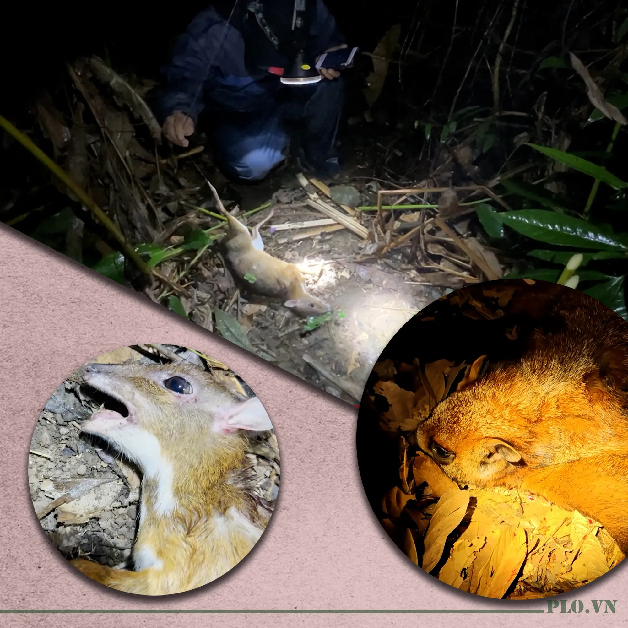 thợ săn soi đèn lấy con cheo, cận cảnh con vật bị săn thoi thóp.png