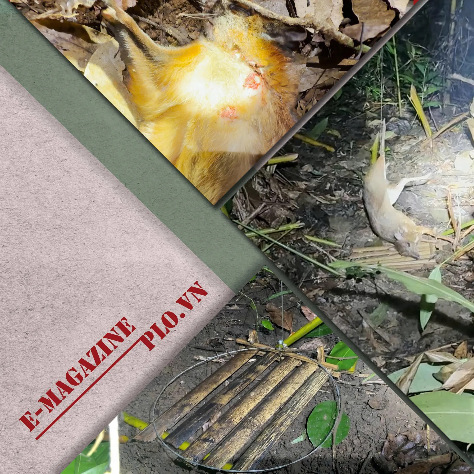 Hình ảnh cận cảnh bẫy, hình ảnh con cheo, con chồn bị dính vào bẫy treo lơ lửng.png