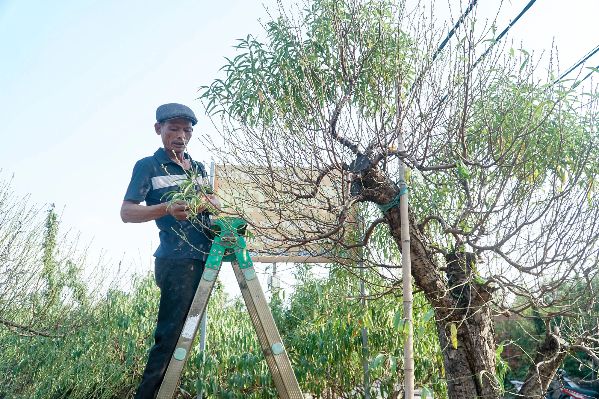 Theo người này, tuốt lá đòi hỏi sự cẩn thận, nắm cành cây theo chiều ngang hoặc từ dưới lên. Nếu tuốt thẳng từ trên xuống sẽ làm tổn thương đến mầm nụ hoa. DSC06075.JPG