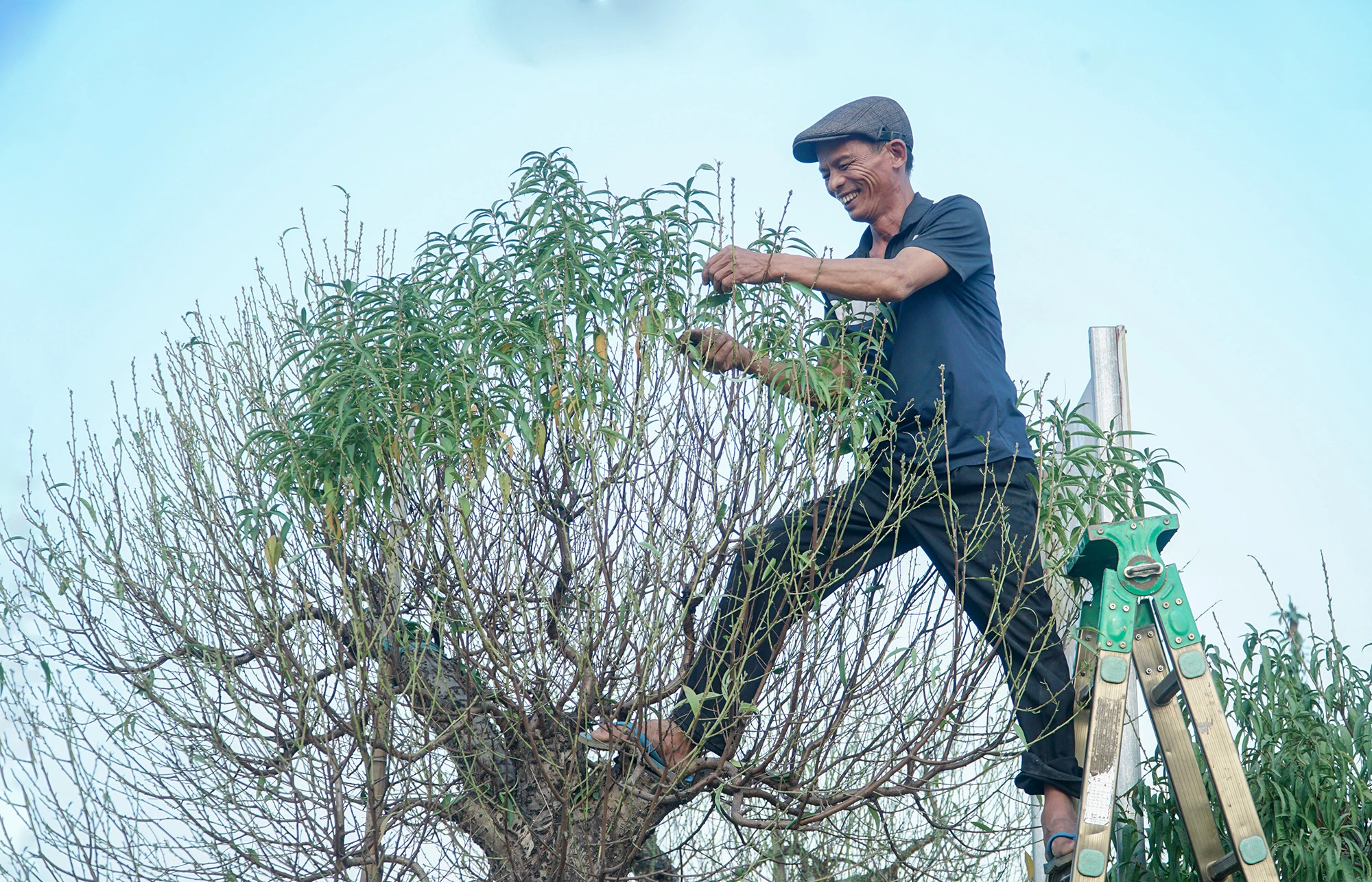 Cũng theo những người dân làng đào Nhật Tân, thông thường đào sẽ được tuốt lá trước thời điểm Tết khoảng 45 ngày. Tuy nhiên, tùy từng giống đào mà công đoạn này khác nhau, có loại đào phải tuốt trước Tết khoảng 90 ngày. DSC06150.JPG