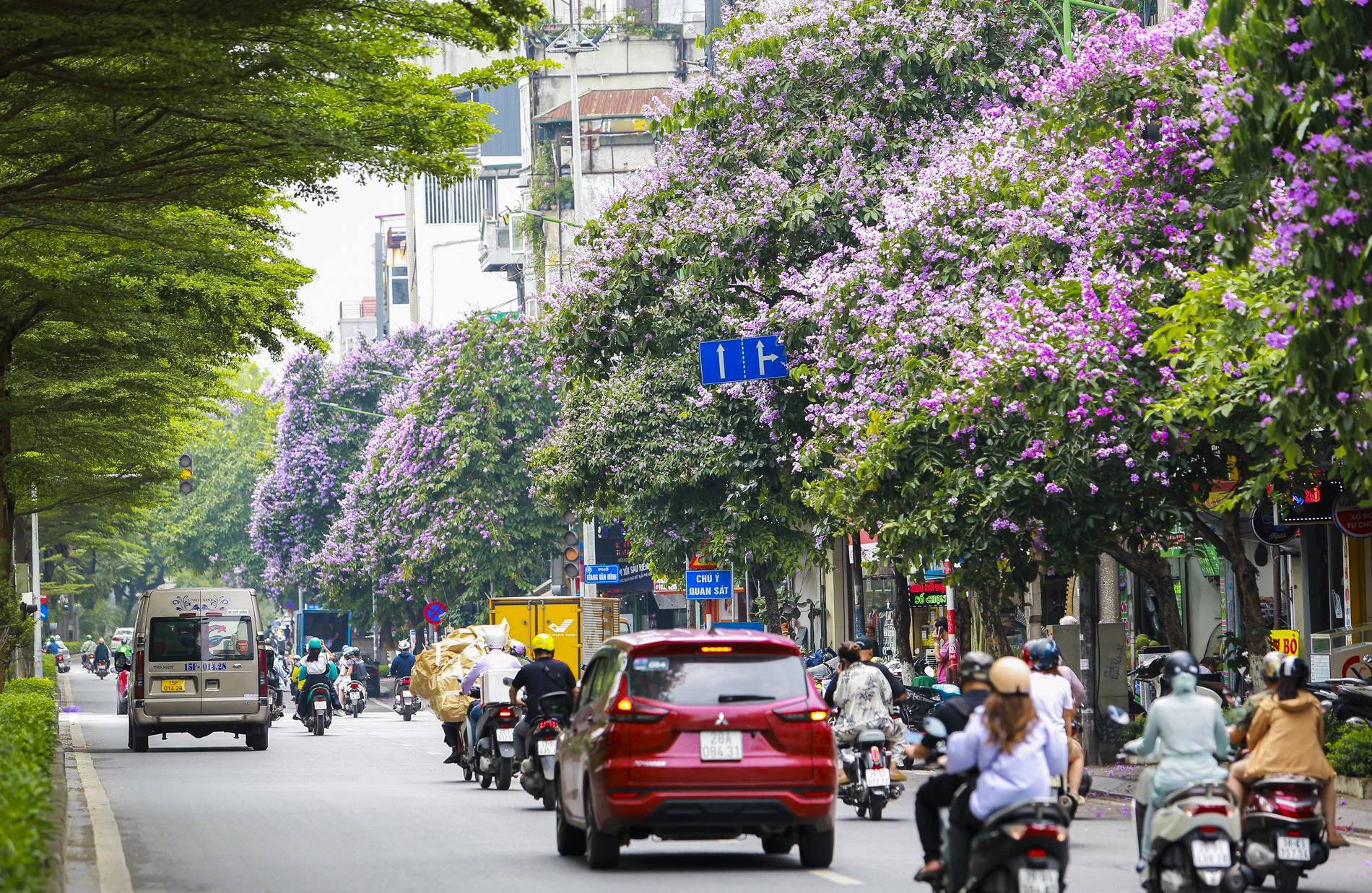 Không kém cạnh, trên phố Kim Mã cũng được "nhuộm tím" bởi màu sắc của hoa bằng lăng từ đầu tới cuối phố. hoa-bang-lang (1).jpg