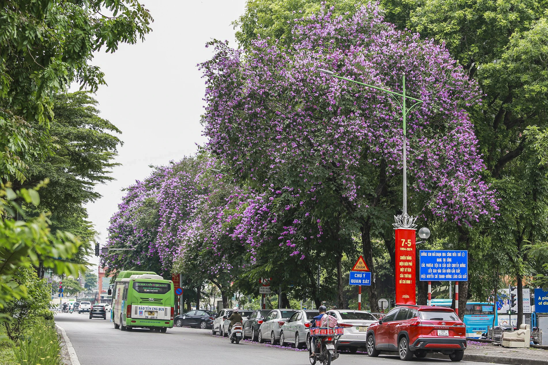 Hoa bằng lăng có nguồn gốc từ Ấn Độ với màu sắc tím nhạt, ở Việt Nam thường được trồng để làm cảnh quan đô thị. Những cánh hoa mỏng, khoe sắc rực rỡ dưới nắng hè làm nên vẻ đẹp rất riêng cho Hà Nội. hoa-bang-lang (10).jpg