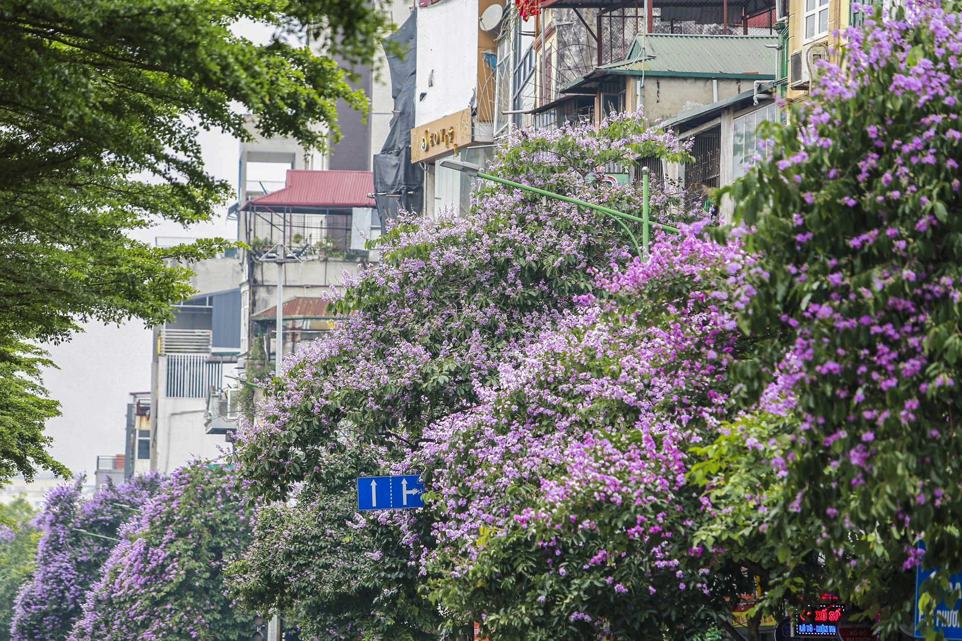 Cây hoa bằng lăng có tán lá dày và rộng vì thế nó được trồng để làm cây lấy bóng mát tại những công trình trọng điểm, công viên, đường phố… hoa-bang-lang (11).jpg